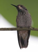 Brown Violet-ear - Colibri delphinae