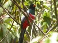 Black-tailed Trogon - Trogon melanurus