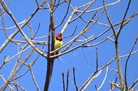 Black-collared Barbet - Lybius torquatus