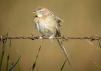 Chotoy Spinetail - Schoeniophylax phryganophila