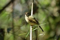 Sepia-capped Flycatcher - Leptopogon amaurocephalus