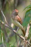 Ash-throated Casiornis - Casiornis fusca