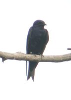 Purple Martin - Progne subis