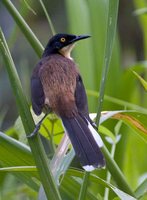 Black-capped Donacobius - Donacobius atricapilla