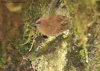Rufous Wren - Cinnycerthia unirufa