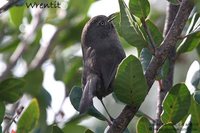 Wrentit - Chamaea fasciata