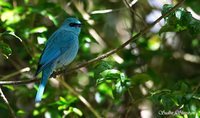 Verditer Flycatcher - Eumyias thalassina