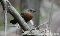 Rock Warbler - Origma solitaria