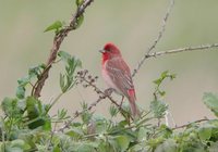 Common Rosefinch - Carpodacus erythrinus