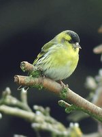 Eurasian Siskin - Carduelis spinus