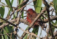Red-crested Finch - Coryphospingus cucullatus