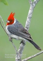 Red-crested Cardinal - Paroaria coronata