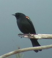 Red-shouldered Blackbird - Agelaius assimilis