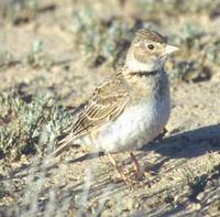 Calandra Lark