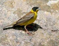 * Black Headed Bunting