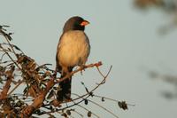 Black-throated  saltator   -   Saltator  atricollis   -