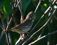 Fox Sparrow