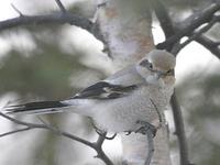 Northern Shrike