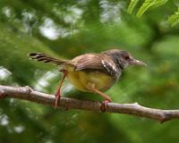 Bar-winged Prinia (Prinia familiaris)