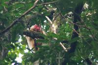 White Uakari Monkey