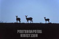 Common Reedbuck , Redunca arundinum , Nyika National Park , Malawi stock photo