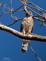 Crested Goshawk Accipiter trivirgatus