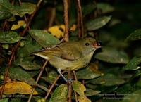 Crimson-breasted Flowerpecker (female)