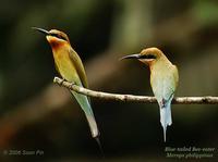 Blue-tailed Bee-eater