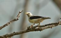 White-headed-Starling