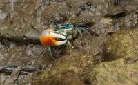 crab