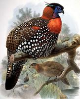 55. 검은머리꿩 (黑頭角雉, 흑두각치 hei tou jiao zhi） Tragopan melanocephalus