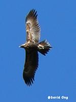 Wedgetailed Eagle
