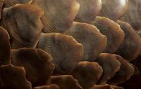 Pangolin, Manus temminickii, close up of scales, Kgalagadi Transfrontier Park, Kalahari, South A...