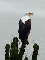 African fish eagle, Haliaeetus vocifer