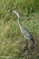 Immature Black-headed heron