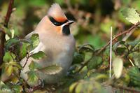 Jaseur boréal (Bombycilla garrulus)