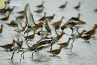 Fig. 2. Black-tailed Godwit : 흑꼬리도요