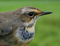 Bluethroat (Luscinia svecica), female