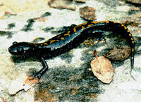 : Ambystoma macrodactylum; Long-toed Salamander