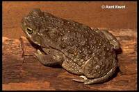 : Bufo arenarum