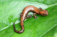 : Bolitoglossa conanti