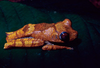 : Hypsiboas geographicus