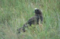 : Circus maurus; Black Harrier