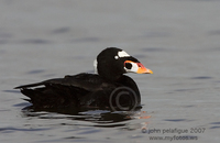 : Melanitta perspicillata; Surf Scoter