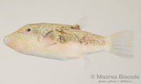 : Canthigaster bennetti