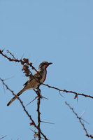 : Rhodophoneus cruentus; Rosy Patched Bush Strike