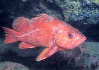 : Sebastes miniatus; Vemilion Rockfish