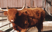: Bos taurus; Hebrides Milk Cow (domestic)