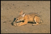 : Vulpes macrotis; Kit Fox