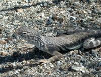 : Callisaurus draconoides rhodostictus; Western Zebra-tailed Lizard